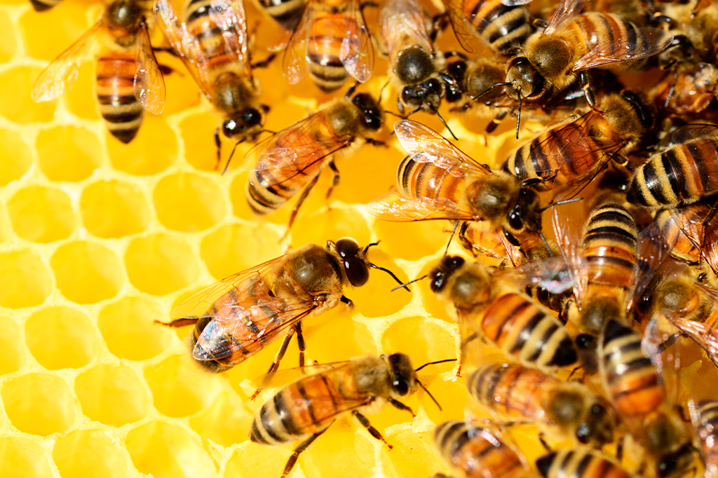 Humanos e abelhas compartilham os mesmos genes para a vida social