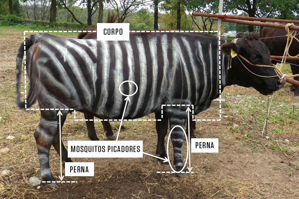 Vacas pintadas de zebra e dieta com Teflon: veja os vencedores do Ig Nobel 2025