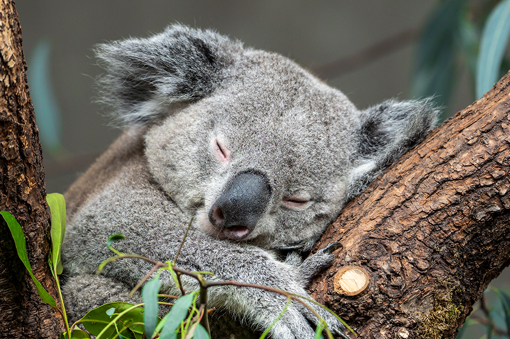 Austrália aprova vacina contra a devastadora clamídia de coalas