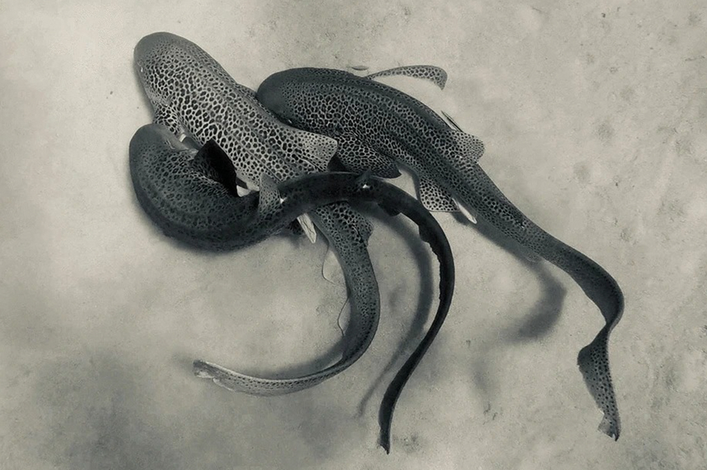 Nada monogâmicos: registro inédito flagra tubarões-zebra em sexo a três