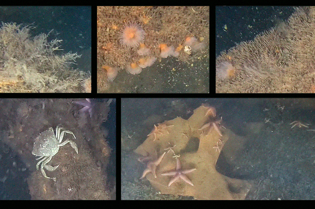 Bombas nazistas não detonadas no Mar Báltico viram abrigo para a vida marinha