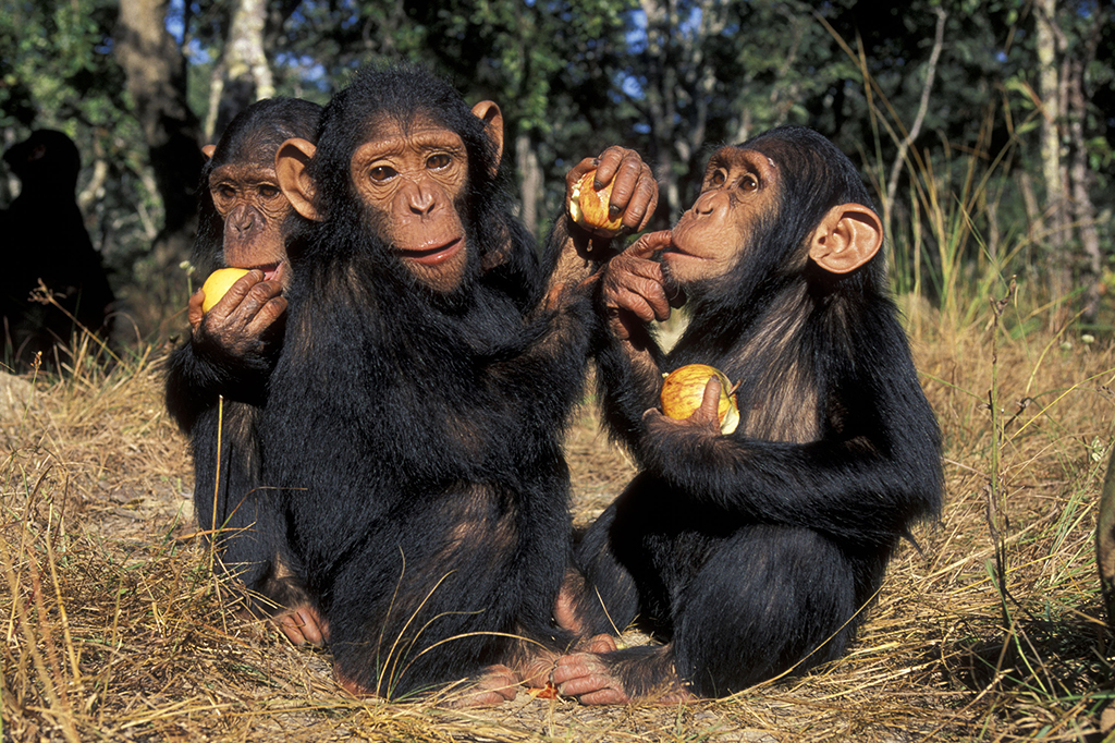 Chimpanzés consomem o equivalente a uma latinha de cerveja por dia