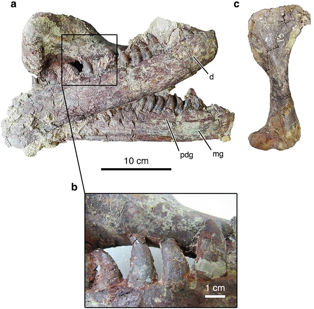 2409-dinossauro-fossil-site a. Dentários de Joaquinraptor e um úmero direito crocodiliforme associado) na posição em que foram recuperados antes de sua separação mecânica em laboratório. b. Detalhe de a mostrando uma porção da diáfise umeral crocodiliforme em contato com as coroas dentárias direitas de Joaquinraptor. c. Úmero direito crocodiliforme em vista anterior.
