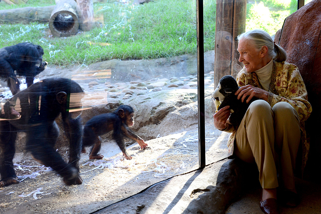 Fotografia da primatologista brit&acirc;nica Jane Goodall no recinto de chimpanz&eacute;s do Zool&oacute;gico de Taronga, em 29 de maio de 2014.