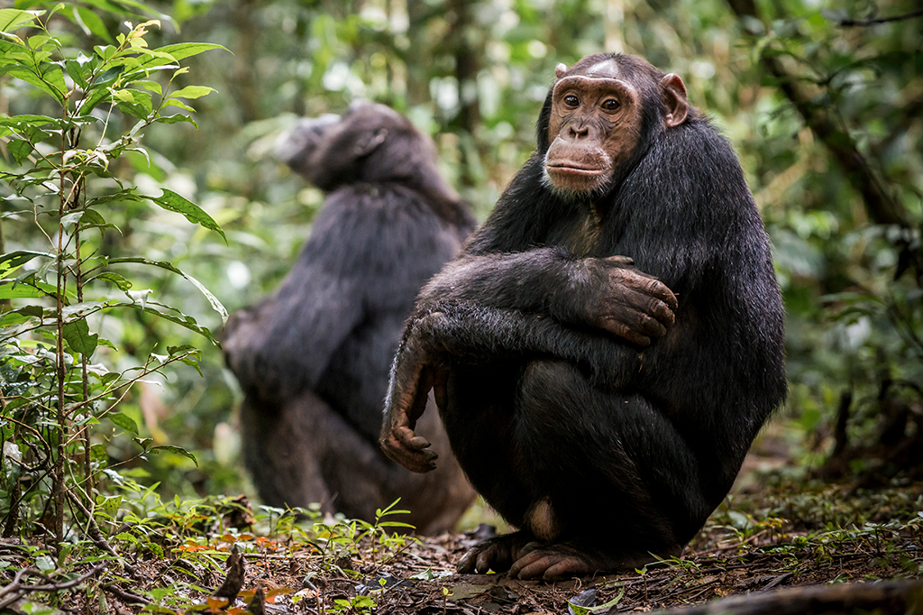 Macacos racionais? Chimpanzés mudam suas decisões à luz de novas evidências