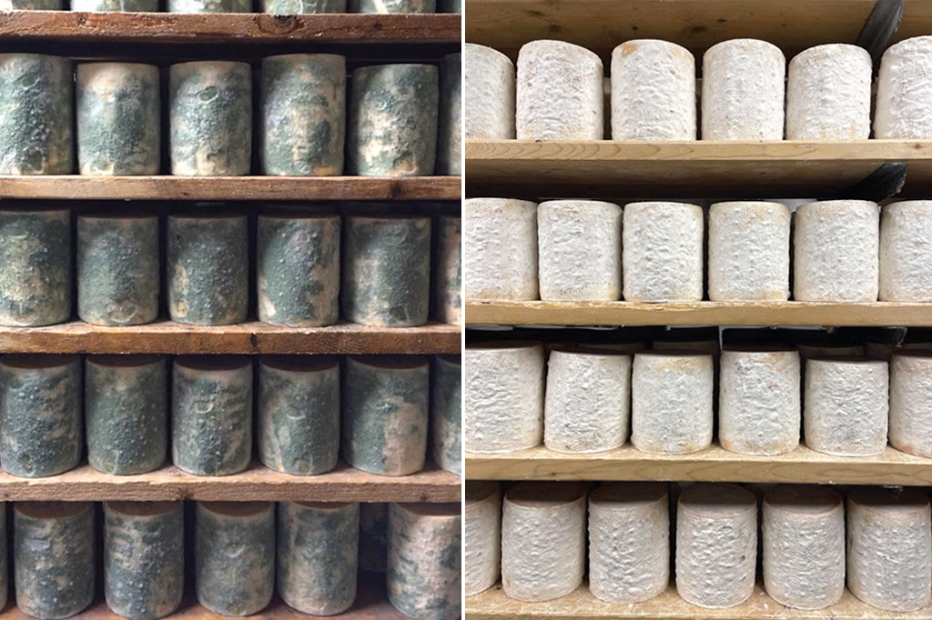 Como um pedido de casamento em uma caverna levou à descoberta de fungos evoluindo em tempo real