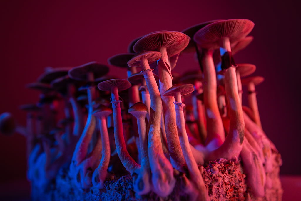 Cogumelos evoluíram para produzir molécula psicodélica. Duas vezes.