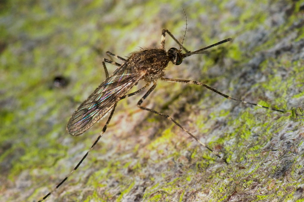 Mosquitos são encontrados pela primeira vez na Islândia