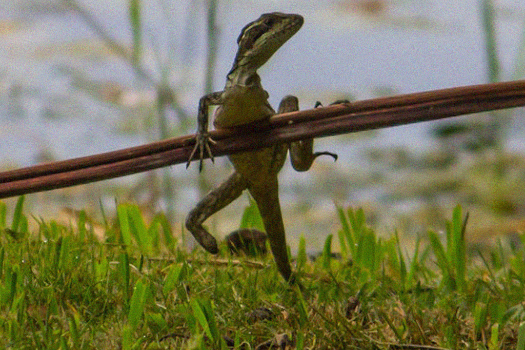 Muitos lagartos prosperam na natureza mesmo após perder um membro, revela estudo