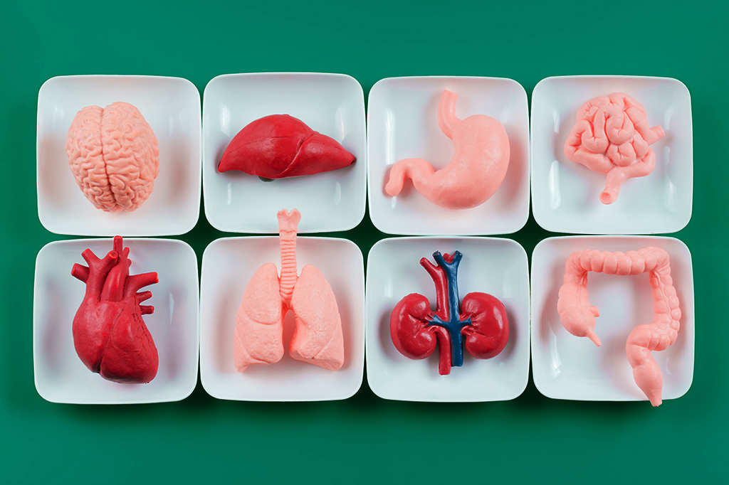 Da glândula de macaco ao ‘sangue jovem’, a estranha história da busca da imortalidade pelos transplantes