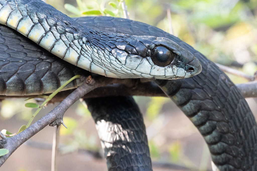 Novo antídoto com anticorpos de lhamas combate veneno de 17 cobras