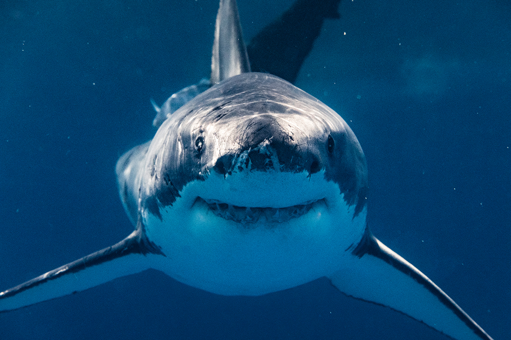O que aconteceu quando pesquisadores colocaram brinquedos no tanque desses tubarões