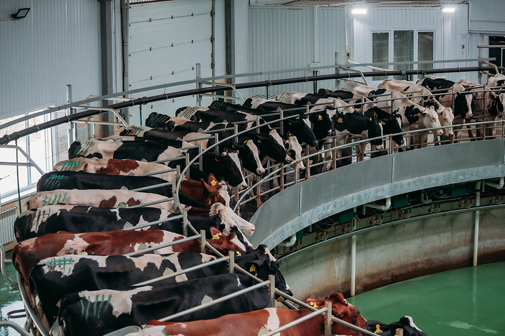 Humanos e animais domesticados somam cinco vezes mais peso que toda a fauna selvagem