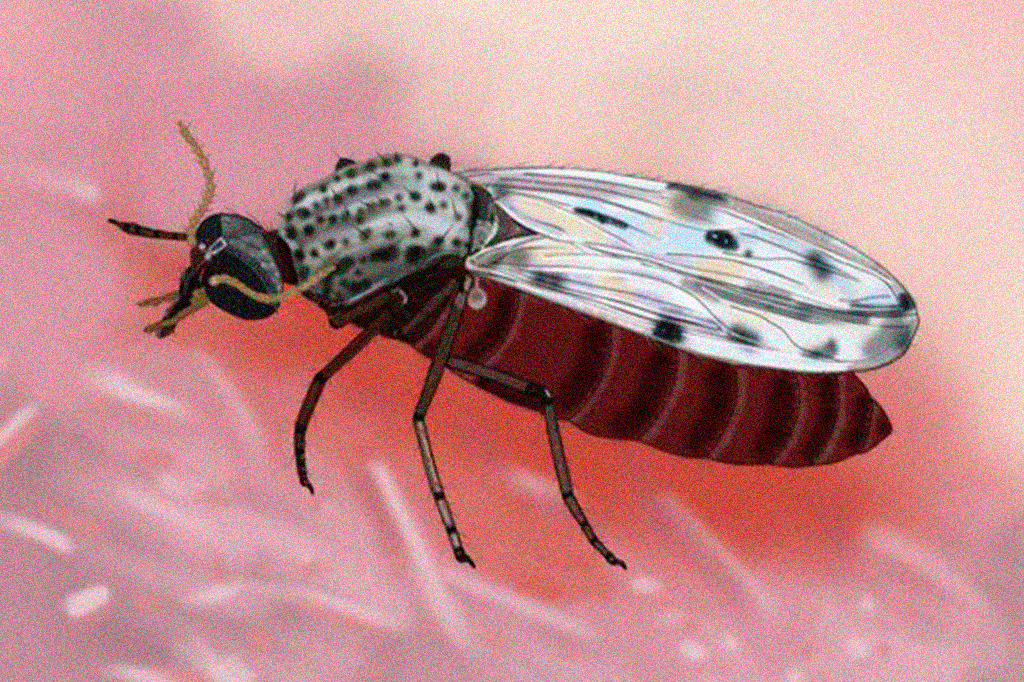 Calor, umidade e desmatamento explicam expansão da febre Oropouche para fora da Amazônia