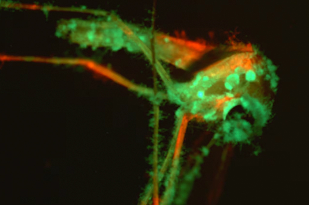 Esse fungo perfumado finge ser flor para atrair (e matar) mosquitos