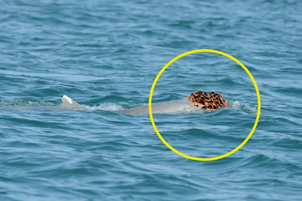 Golfinhos são vistos usando esponjas como chapéus