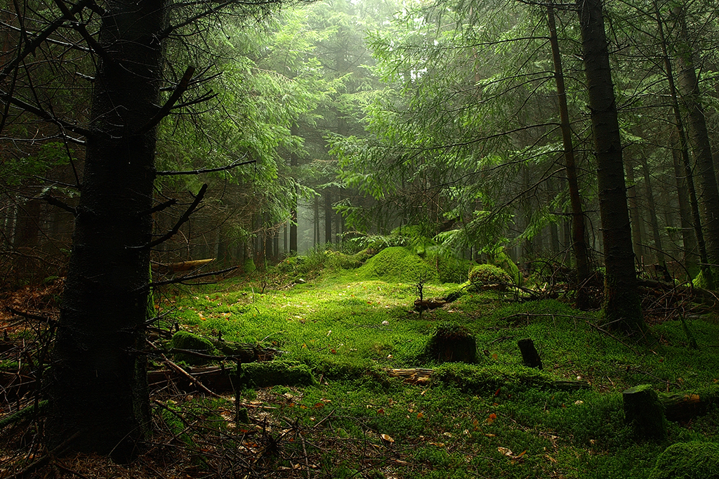 Até 4,6 trilhões de toneladas de CO2 podem deixar de ser emitidas com o TFFF, diz estudo