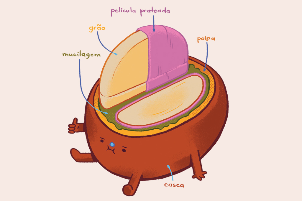 Se a gente só usa o grão de café, o que acontece com o resto da fruta?