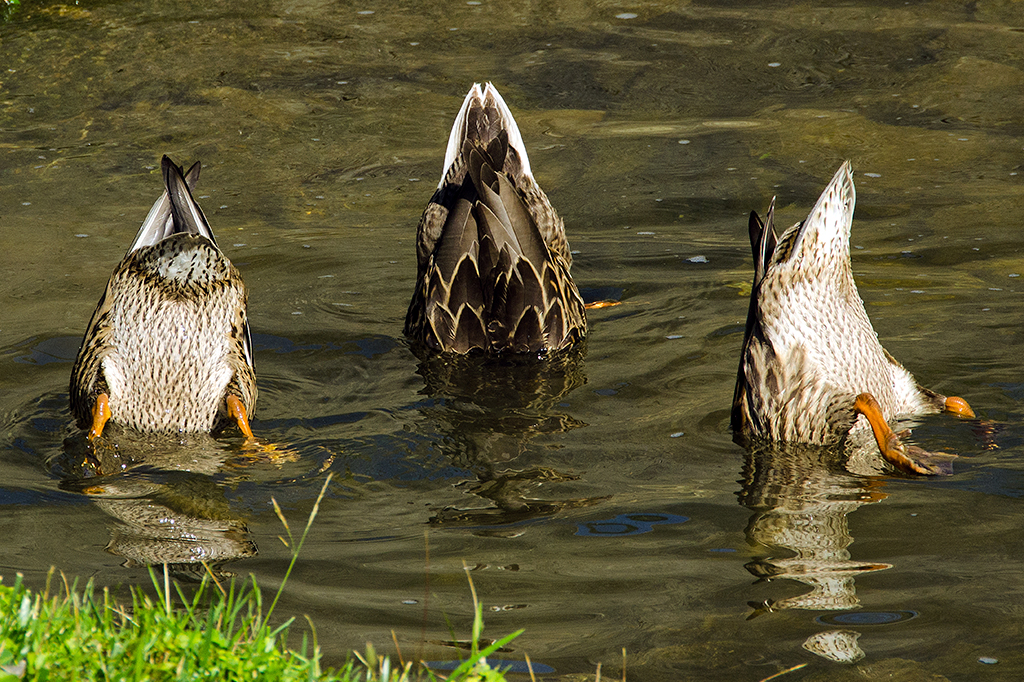 Por que os pássaros não peidam?