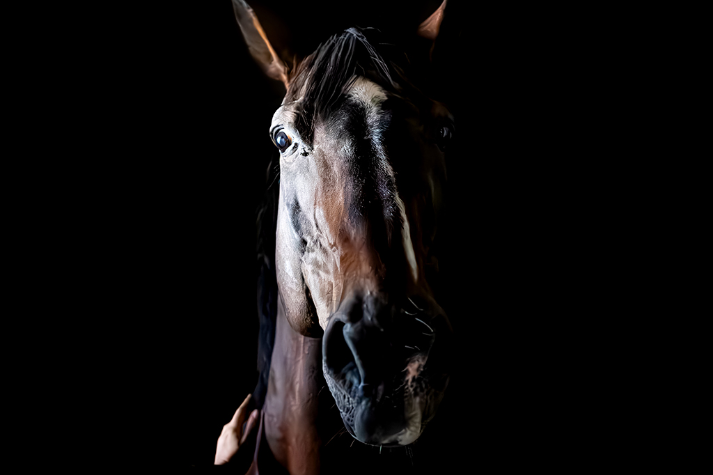 Fotografia de uma cavalo assustado.
