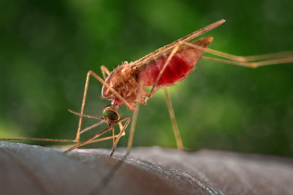 Fotografia mostra uma vista lateral de uma fêmea de mosquito Anopheles atroparvus se alimentando.