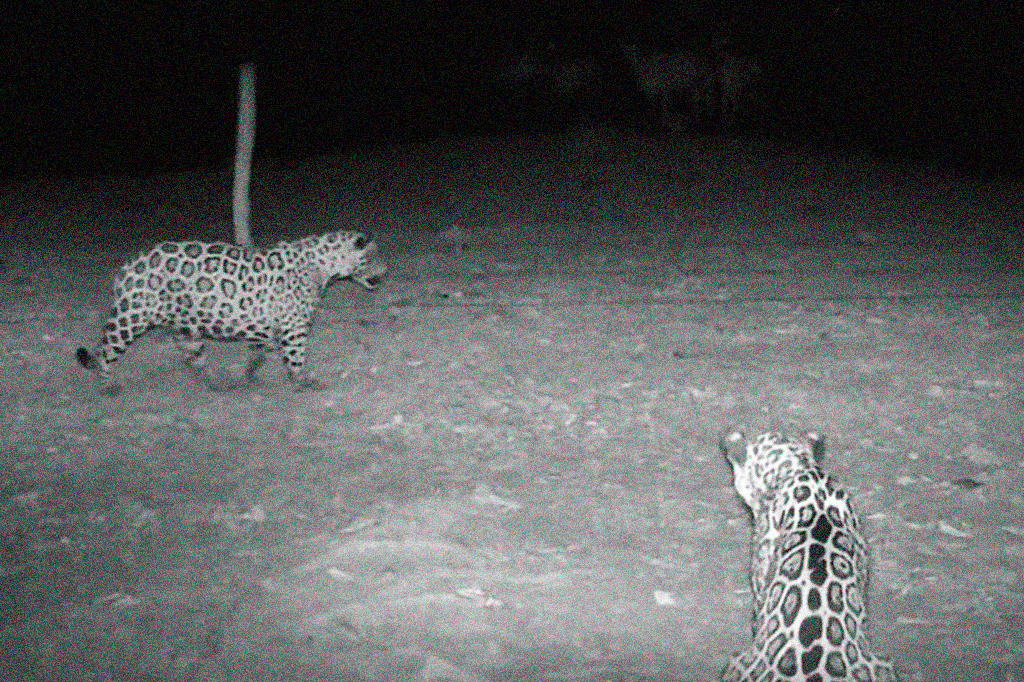 1801-ONÇA-layout_site