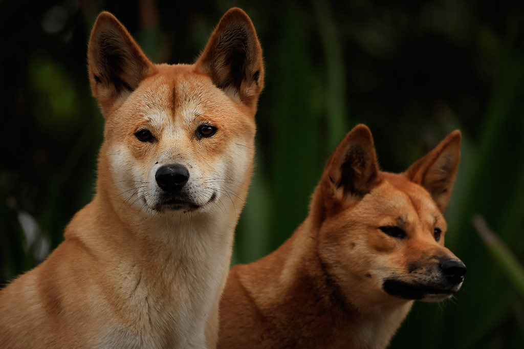 Fotografia de dois filhotes de dingo observam de seu novo lar no Nura Diya Australia.