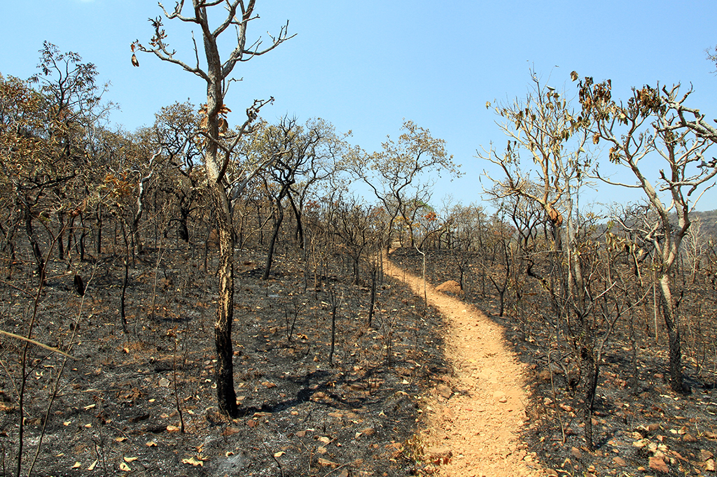 Fotografia da trilha arenosa ao longo de um trecho queimado do cerrado, uma ecorregião de savana tropical do Brasil.