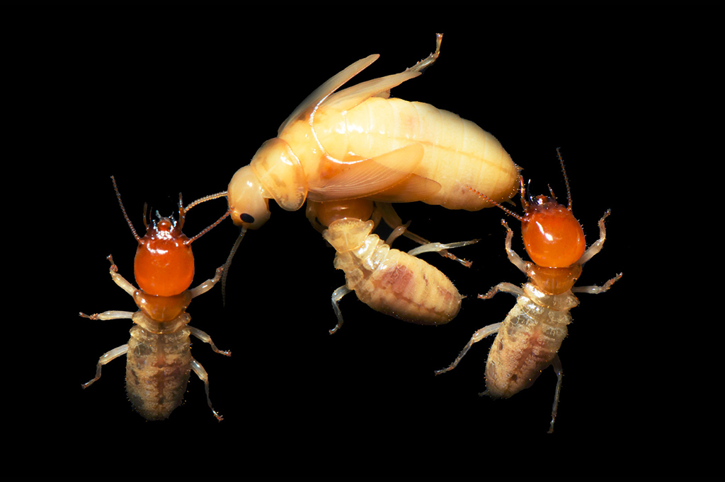 Fotografia da casta reprodutiva de Mastotermees darwiniensis sendo limpa por uma operária (ao centro), com soldados à esquerda e à direita.