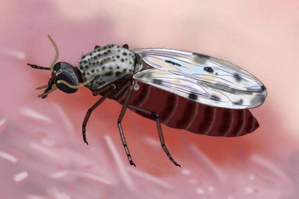 Ilustração fiel do inseto transmissor do vírus Oropouche, o Culicoides paraensis.