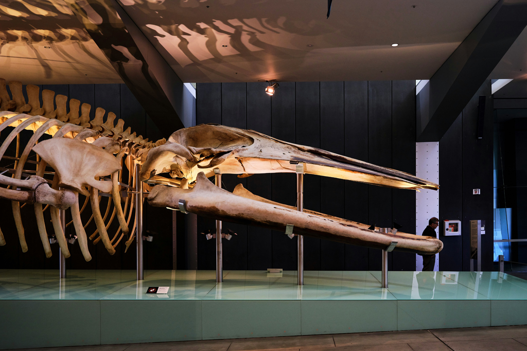 SI_484_Oráculo_Maiores_ossos