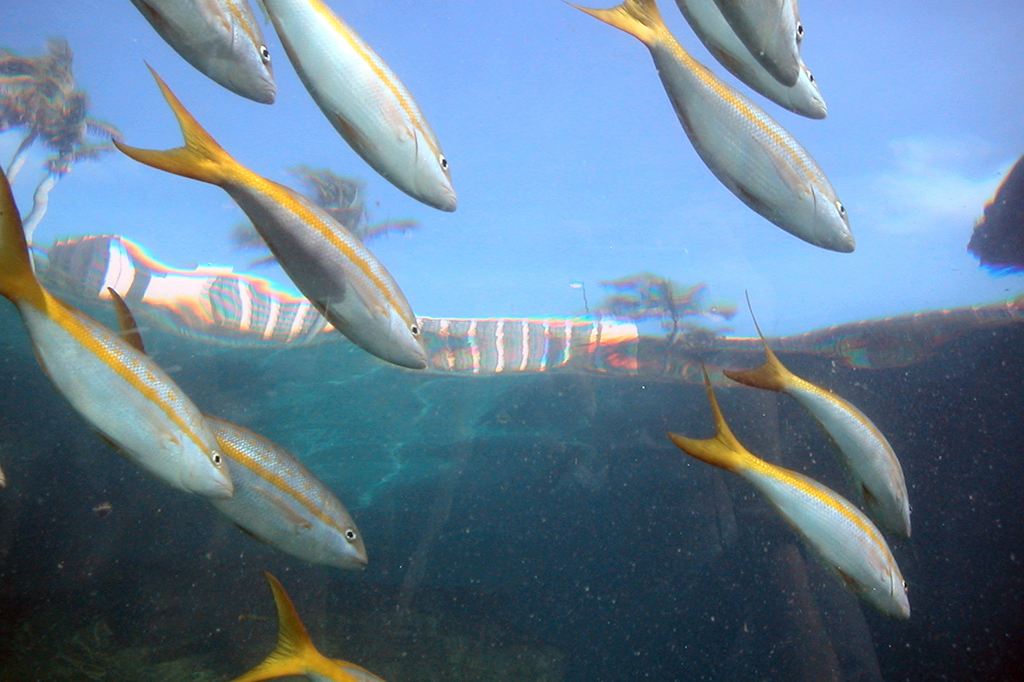 Fotografia de Pargo-de-cauda-amarela.