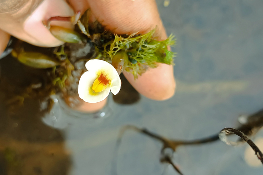 Fotografia de uma Planta carnívora rara.