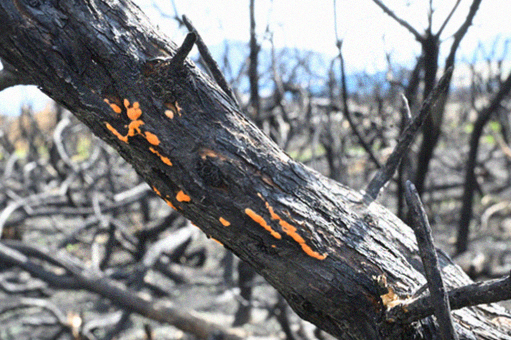 Uma árvore queimada com fungo.