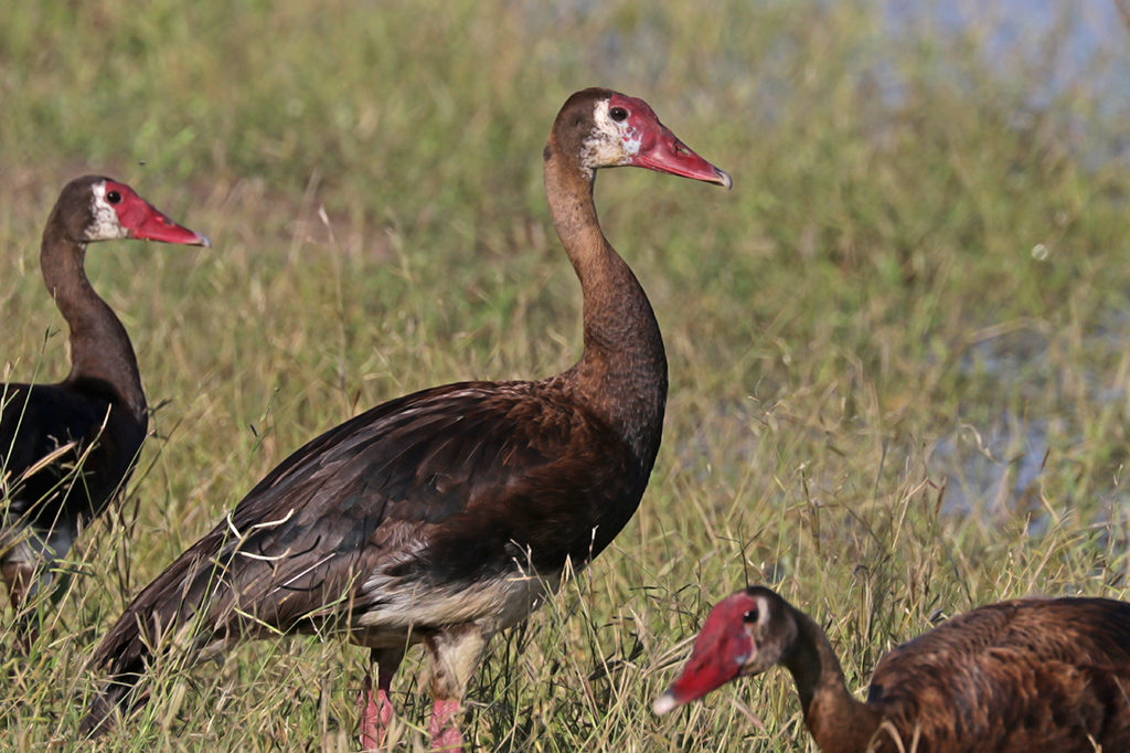 Fototografia do Pato-ferr&atilde;o.