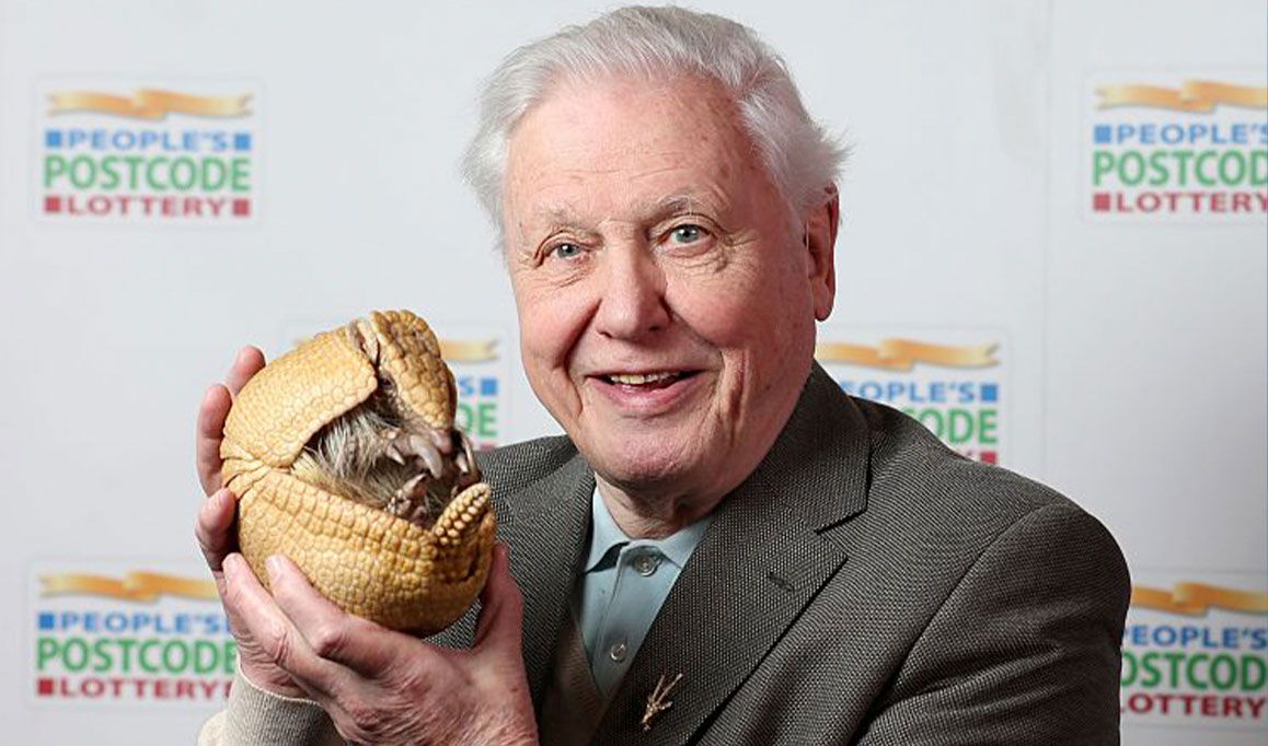 David Attenborough segura 'Into', um tatu do zoológico de Edimburgo.
