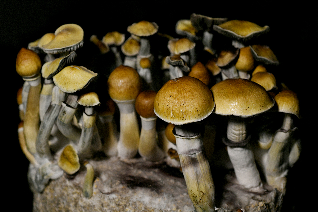 Imagem de cogumelos da espécie Psilocybe cubensis.