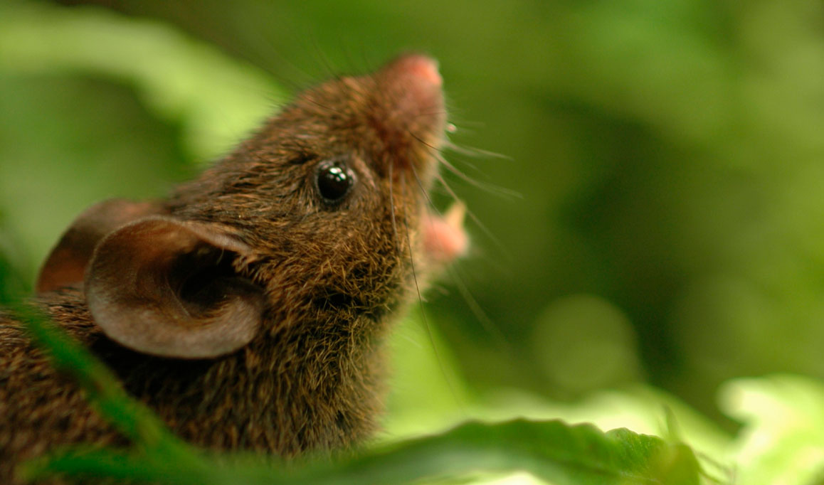 Imagem aproximada de um rato (Scotinomys teguina) com a boca aberta.