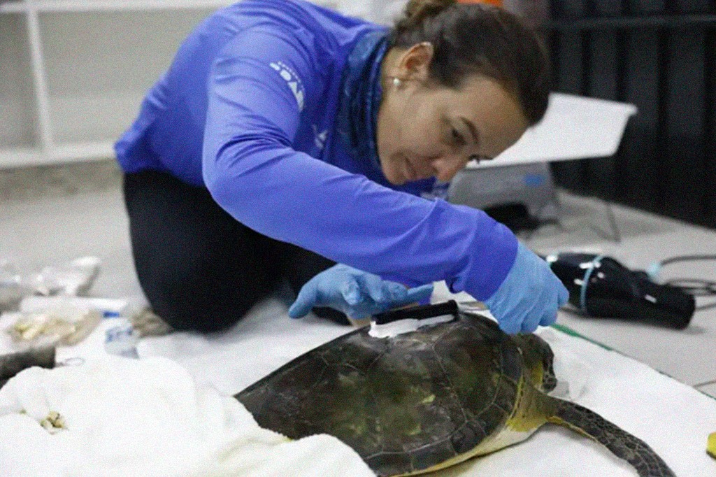 Mulher de blusa azul e luvas cir&uacute;rgicas azuis ajoelhada, aplicando um dispositivo preto com pasta branca no casco de uma tartaruga marinha de cor escura, deitada sobre um pano branco