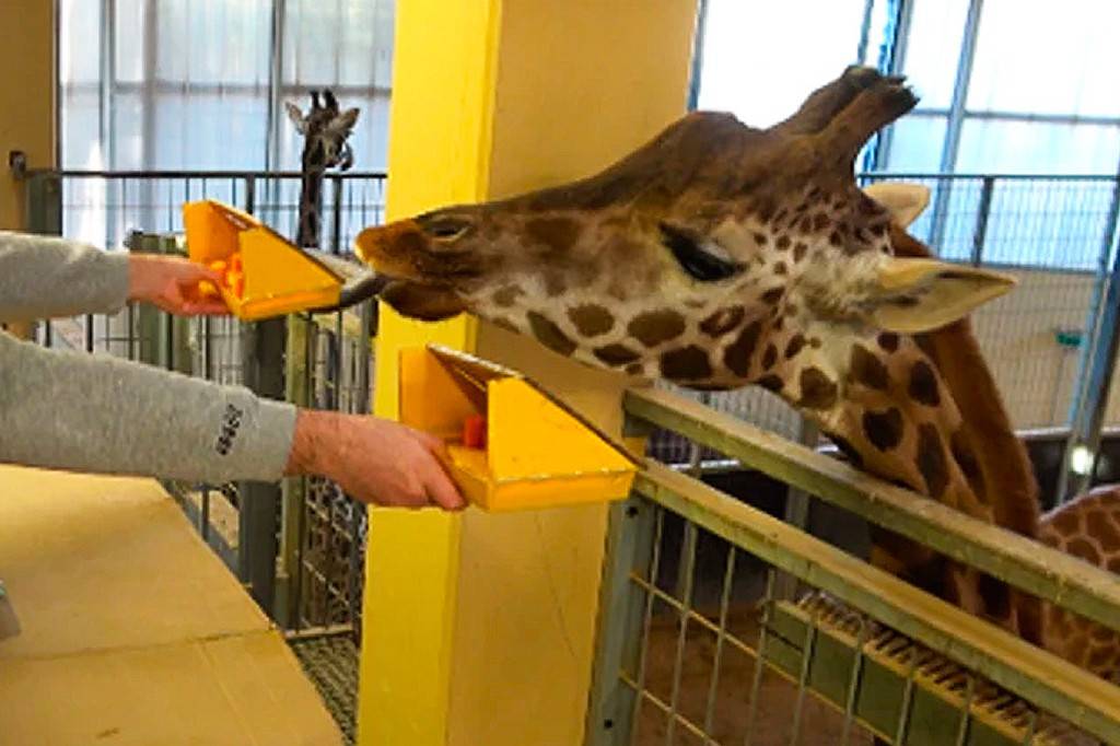 Girafas conseguem resolver contas básicas em troca de petiscos