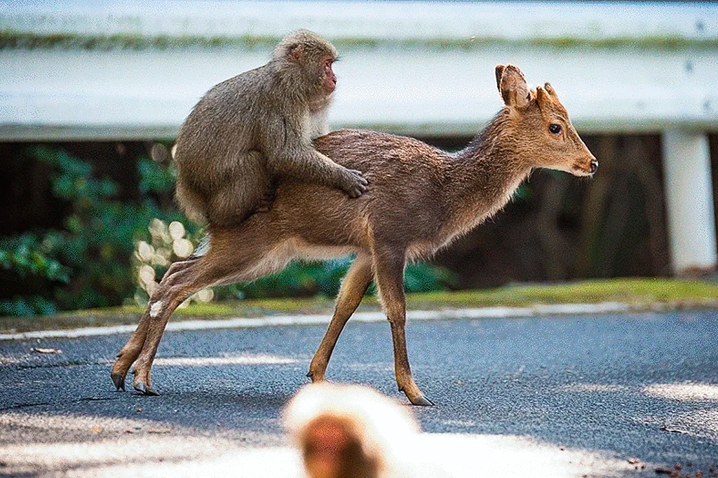 Não somos os únicos: primatas também têm “animais de estimação”