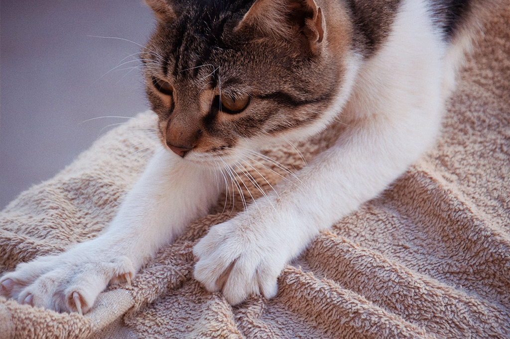 Por que os gatos ficam “afofando” as coisas?