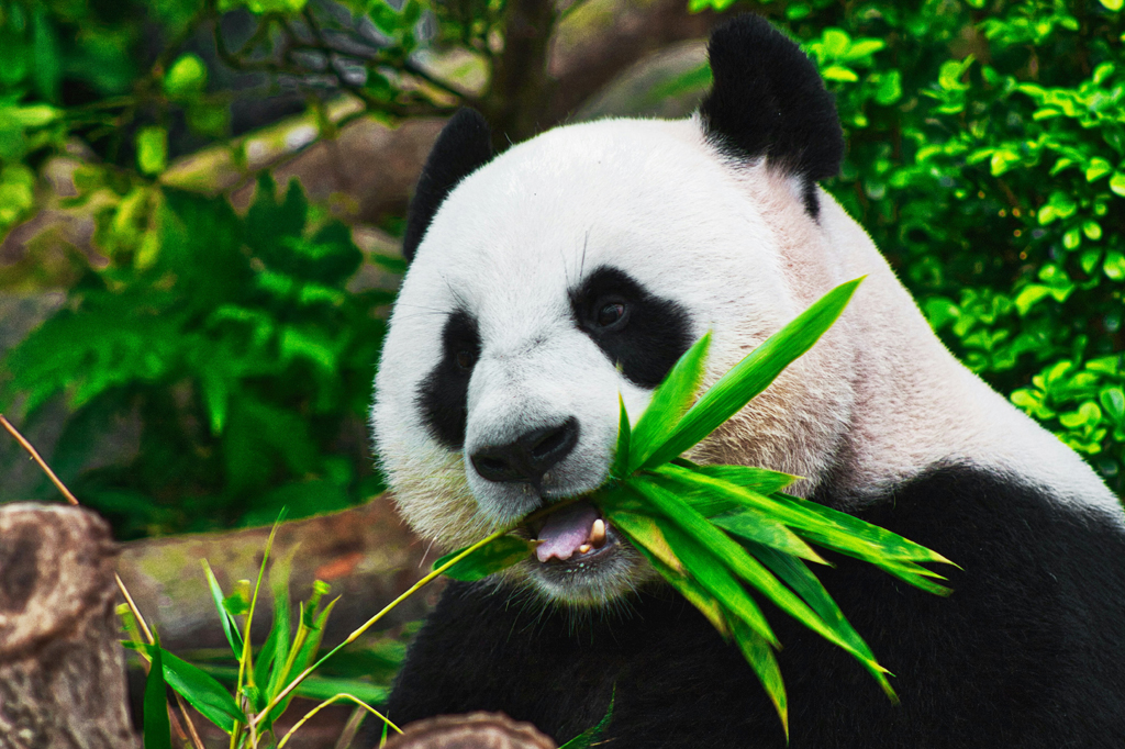 Os pandas podem voltar a ser carnívoros?