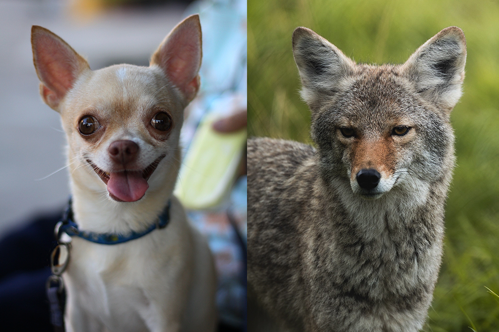 Análise de DNA de chihuahuas encontra genes de coiote