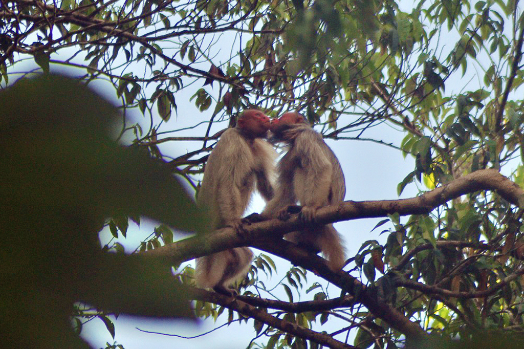 Cientistas brasileiros registram “beijinhos” inéditos entre macacos na Amazônia