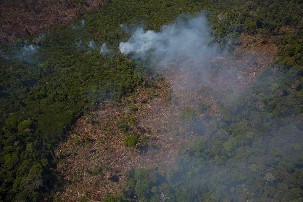 Eleições 2026: O que dizem os presidenciáveis sobre meio ambiente e Amazônia?