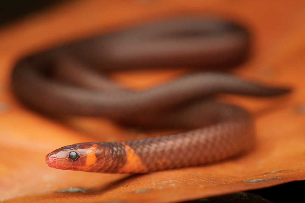 Pequena cobra marrom-avermelhada com cabeça e pescoço laranja vibrante, olhos escuros, enrolada sobre uma folha seca alaranjada