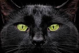gato3_daa08c Rosto de um gato preto com olhos verdes brilhantes, focando a câmera em um fundo escuro. Pelagem densa e bigodes finos são visíveis.